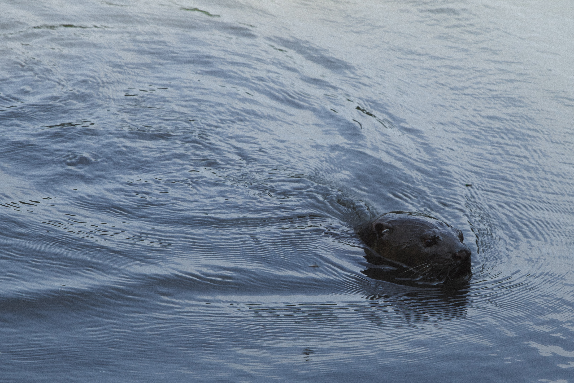 Otter spotted on tour